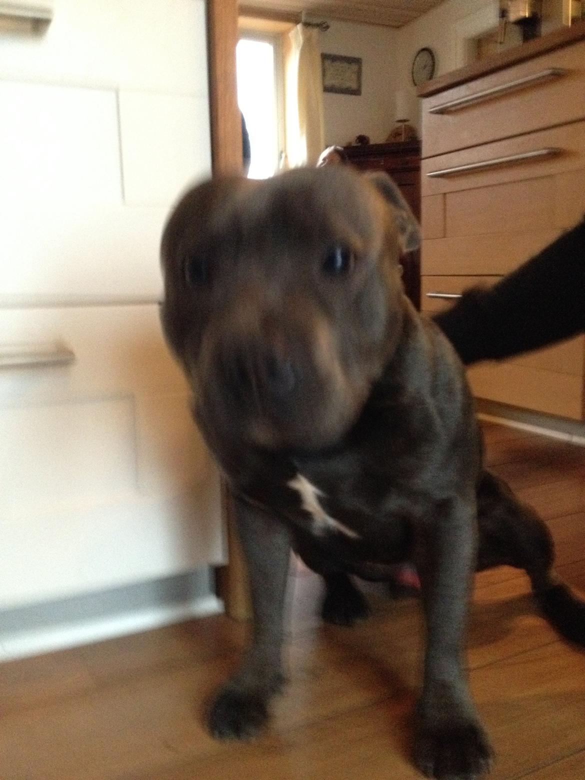 Staffordshire bull terrier Magnificent Blue Ninja - Milton - Farmand billede 6