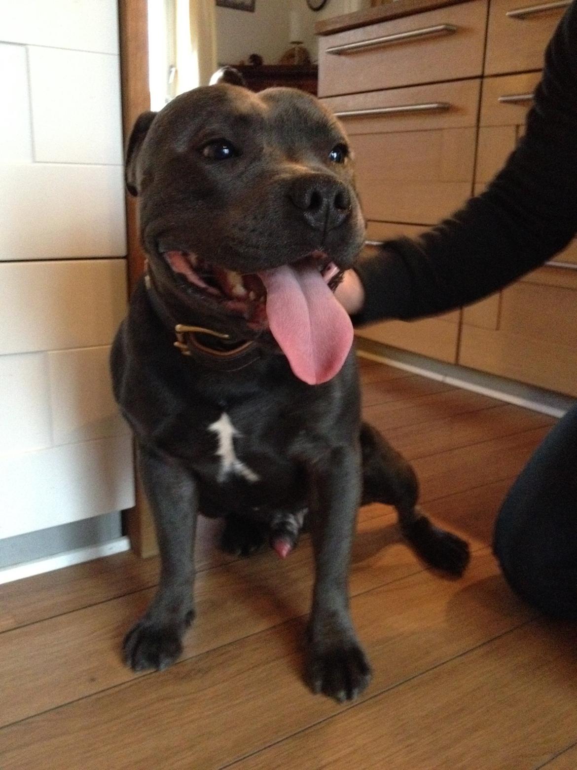 Staffordshire bull terrier Magnificent Blue Ninja - Milton - Farmand billede 7