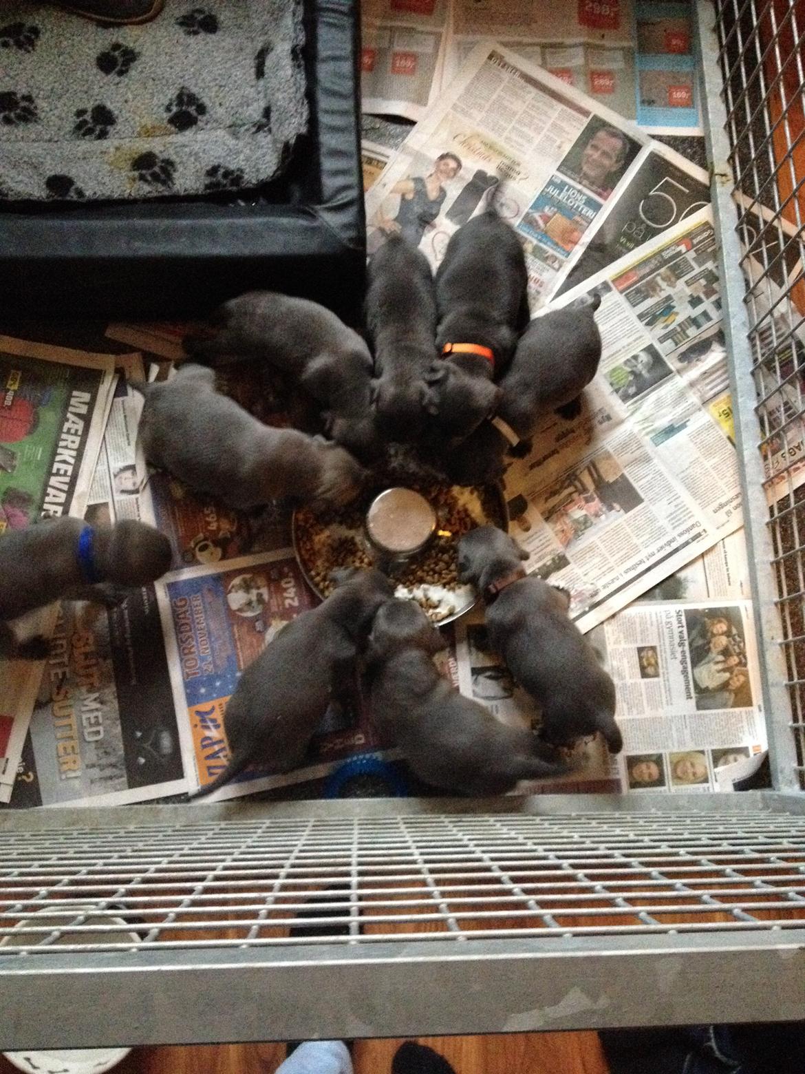 Staffordshire bull terrier Magnificent Blue Ninja - Milton billede 8