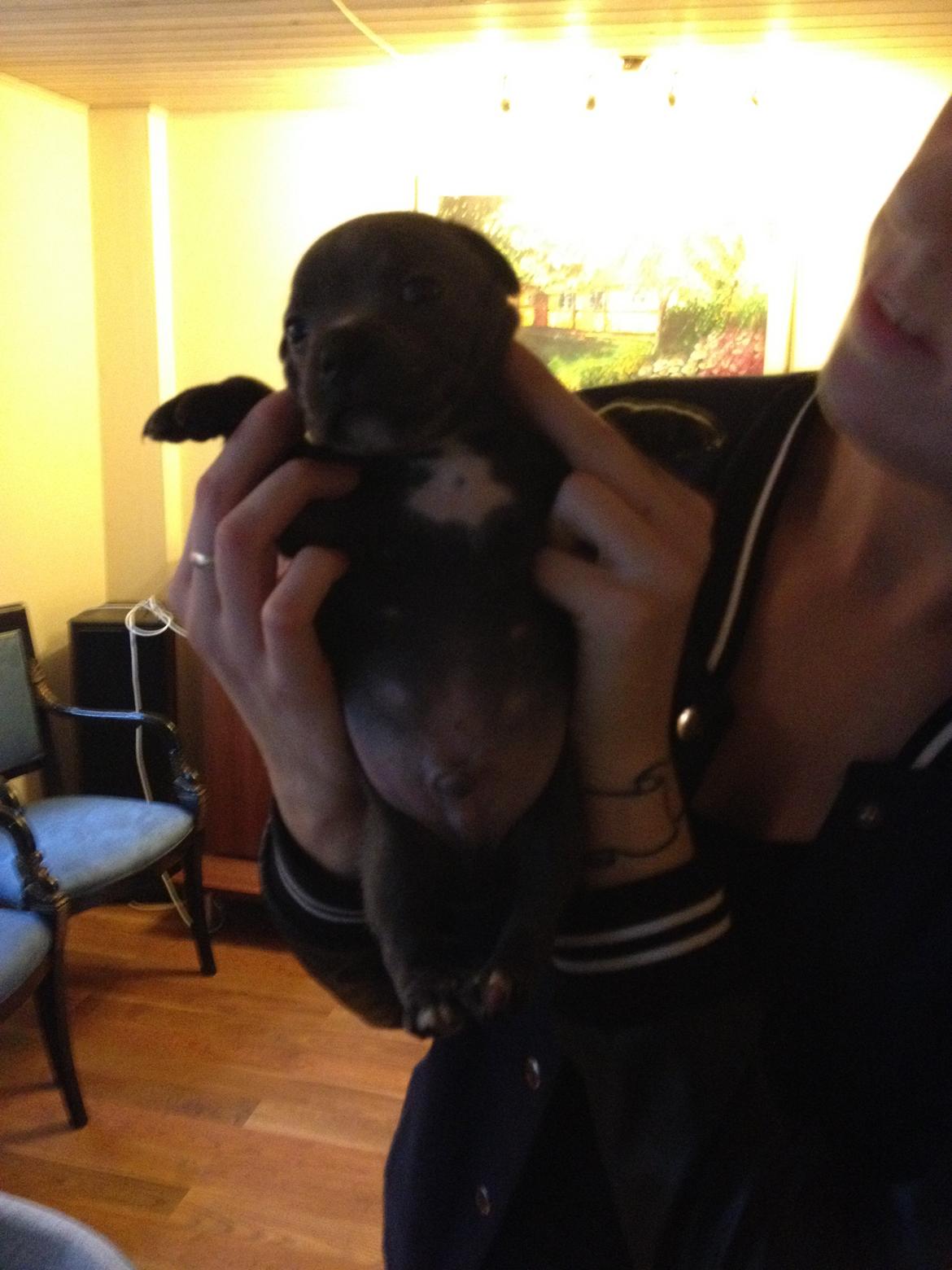 Staffordshire bull terrier Magnificent Blue Ninja - Milton - 1 måned gammel billede 9