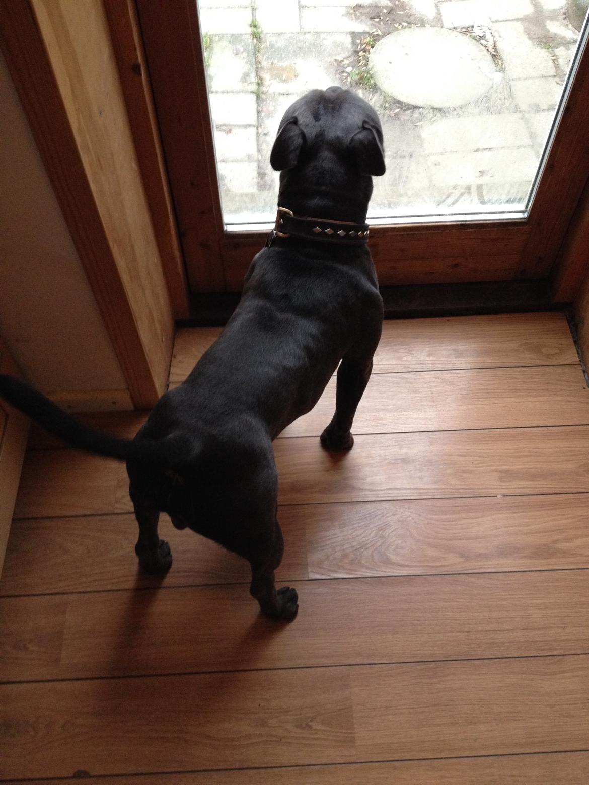 Staffordshire bull terrier Magnificent Blue Ninja - Milton - Farmand billede 5