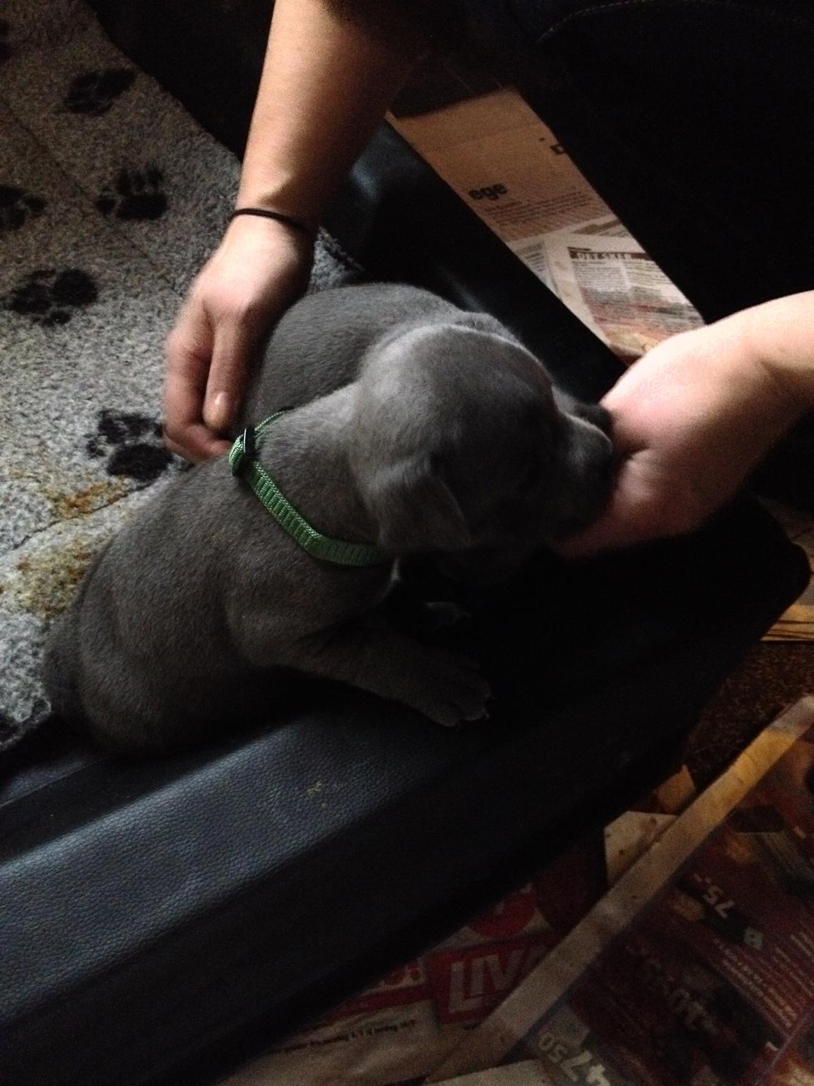 Staffordshire bull terrier Magnificent Blue Ninja - Milton - Grønærten :) billede 10