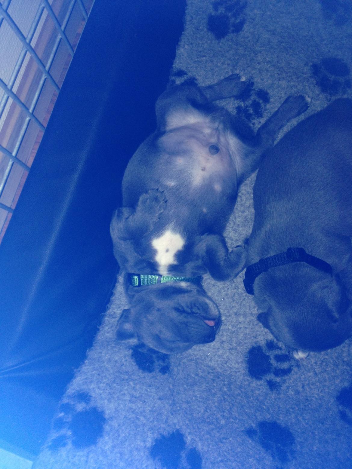 Staffordshire bull terrier Magnificent Blue Ninja - Milton - meget træt billede 11