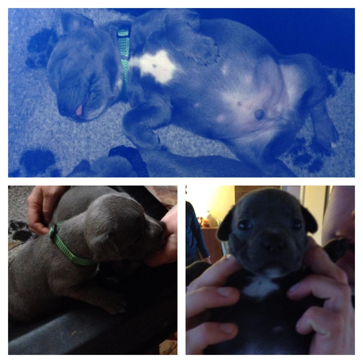 Staffordshire bull terrier Magnificent Blue Ninja - Milton - Da vi så ham første gang billede 12