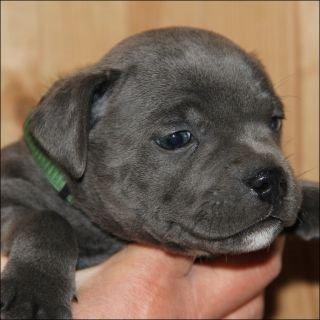 Staffordshire bull terrier Magnificent Blue Ninja - Milton - Smukke dreng billede 13