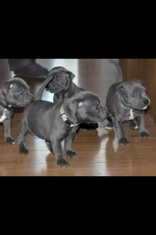 Staffordshire bull terrier Magnificent Blue Ninja - Milton - Milton til højre billede 14