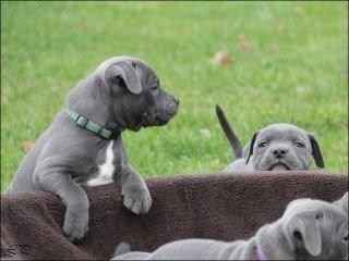 Staffordshire bull terrier Magnificent Blue Ninja - Milton - første gang ude på græsset billede 15