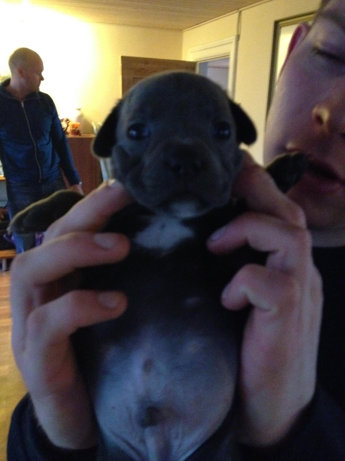 Staffordshire bull terrier Magnificent Blue Ninja - Milton billede 16