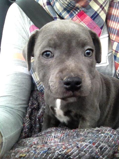 Staffordshire bull terrier Magnificent Blue Ninja - Milton - Så det HJEM billede 1