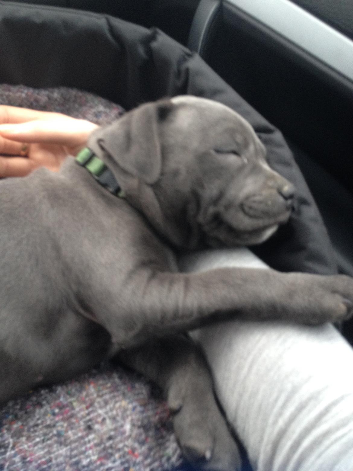 Staffordshire bull terrier Magnificent Blue Ninja - Milton - Det hårdt at køre :) billede 17