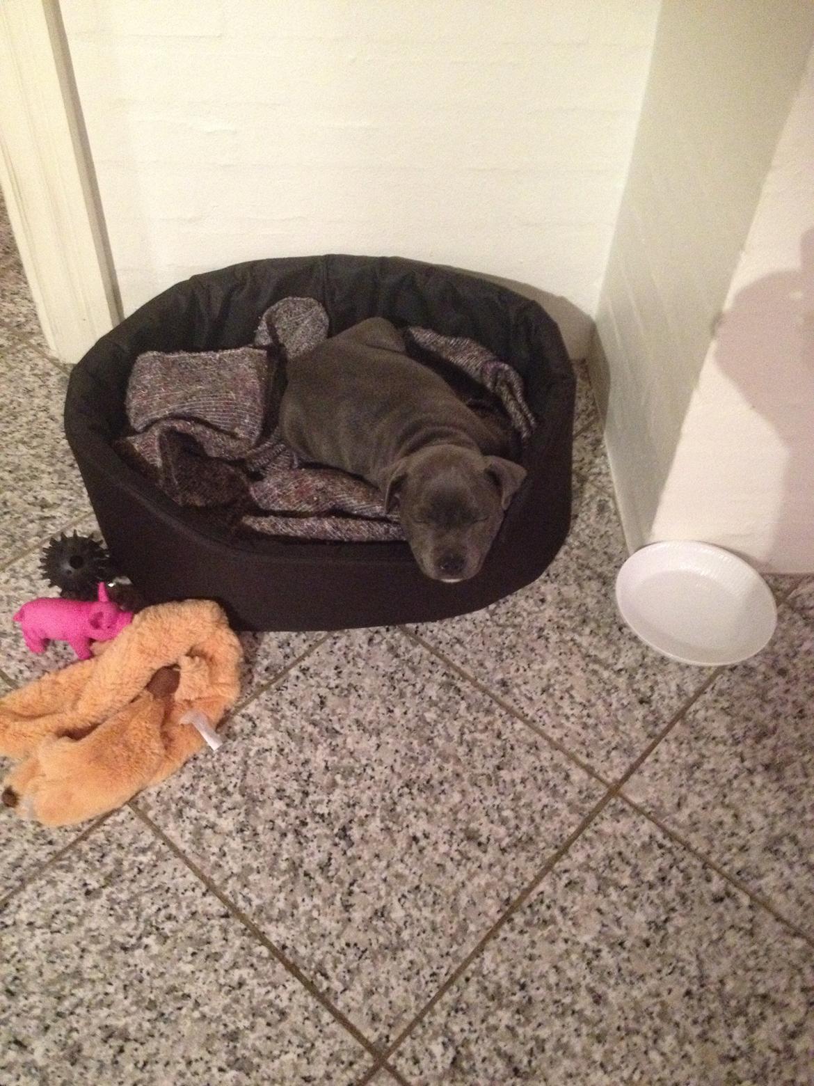 Staffordshire bull terrier Magnificent Blue Ninja - Milton - træt efter en masse leg og køreturen billede 18