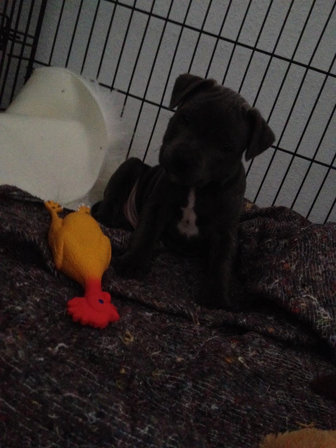 Staffordshire bull terrier Magnificent Blue Ninja - Milton billede 20