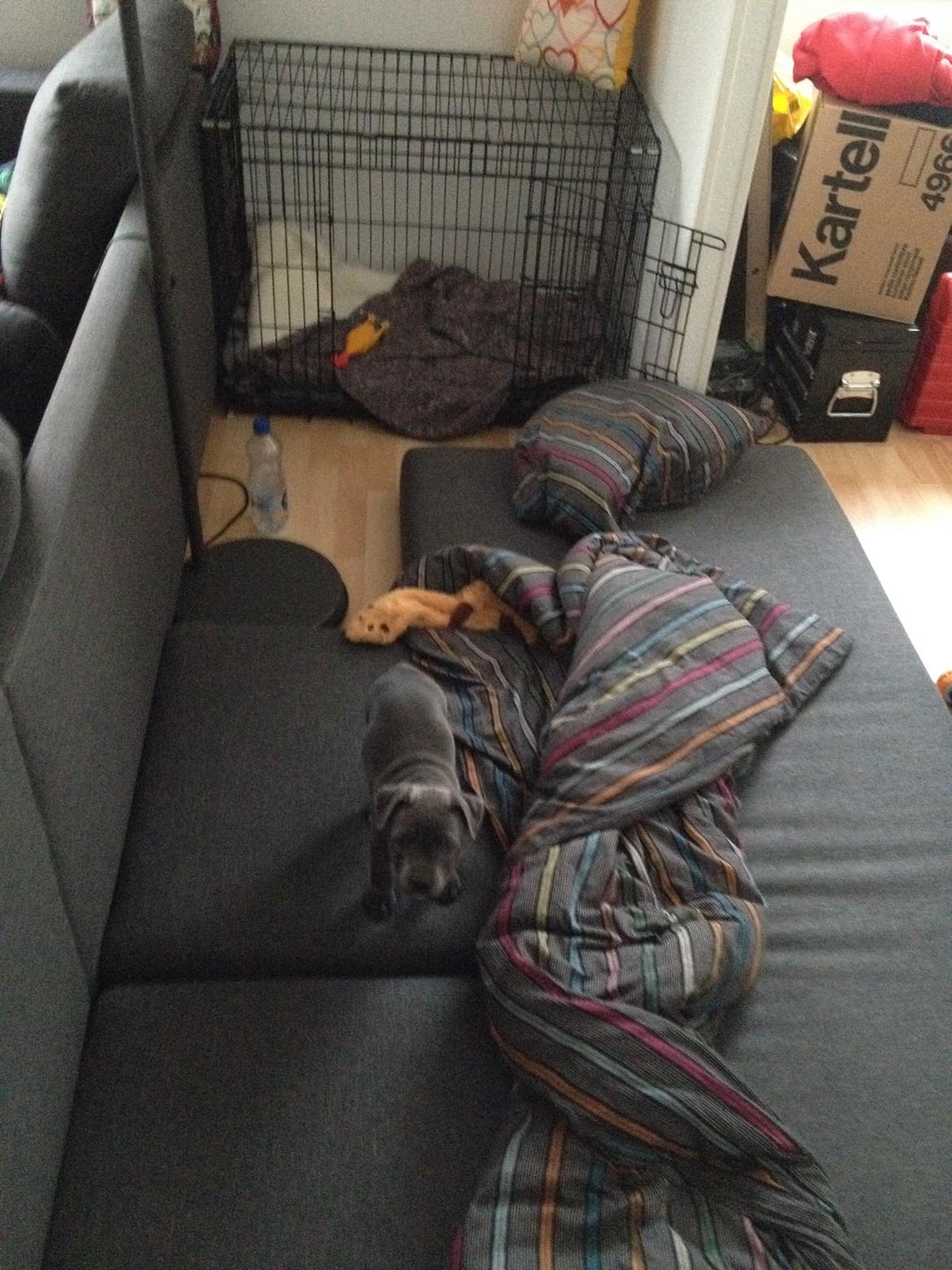 Staffordshire bull terrier Magnificent Blue Ninja - Milton - første nat hjemme billede 21