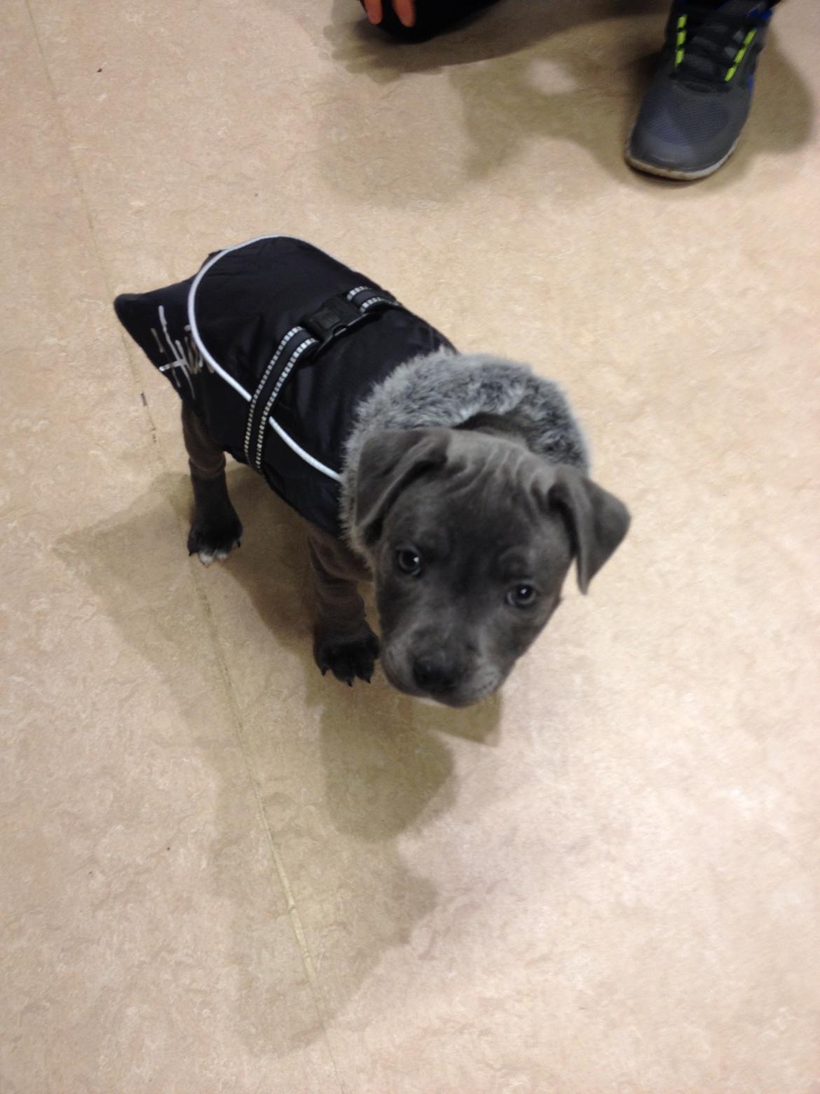 Staffordshire bull terrier Magnificent Blue Ninja - Milton - Ser godt ud i Hurtta billede 22