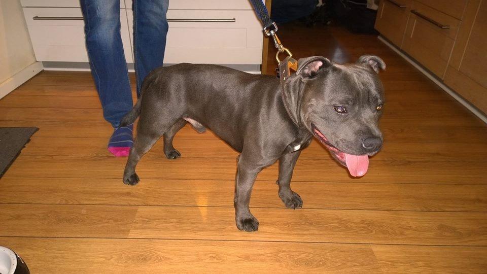 Staffordshire bull terrier Magnificent Blue Ninja - Milton - farmand billede 3