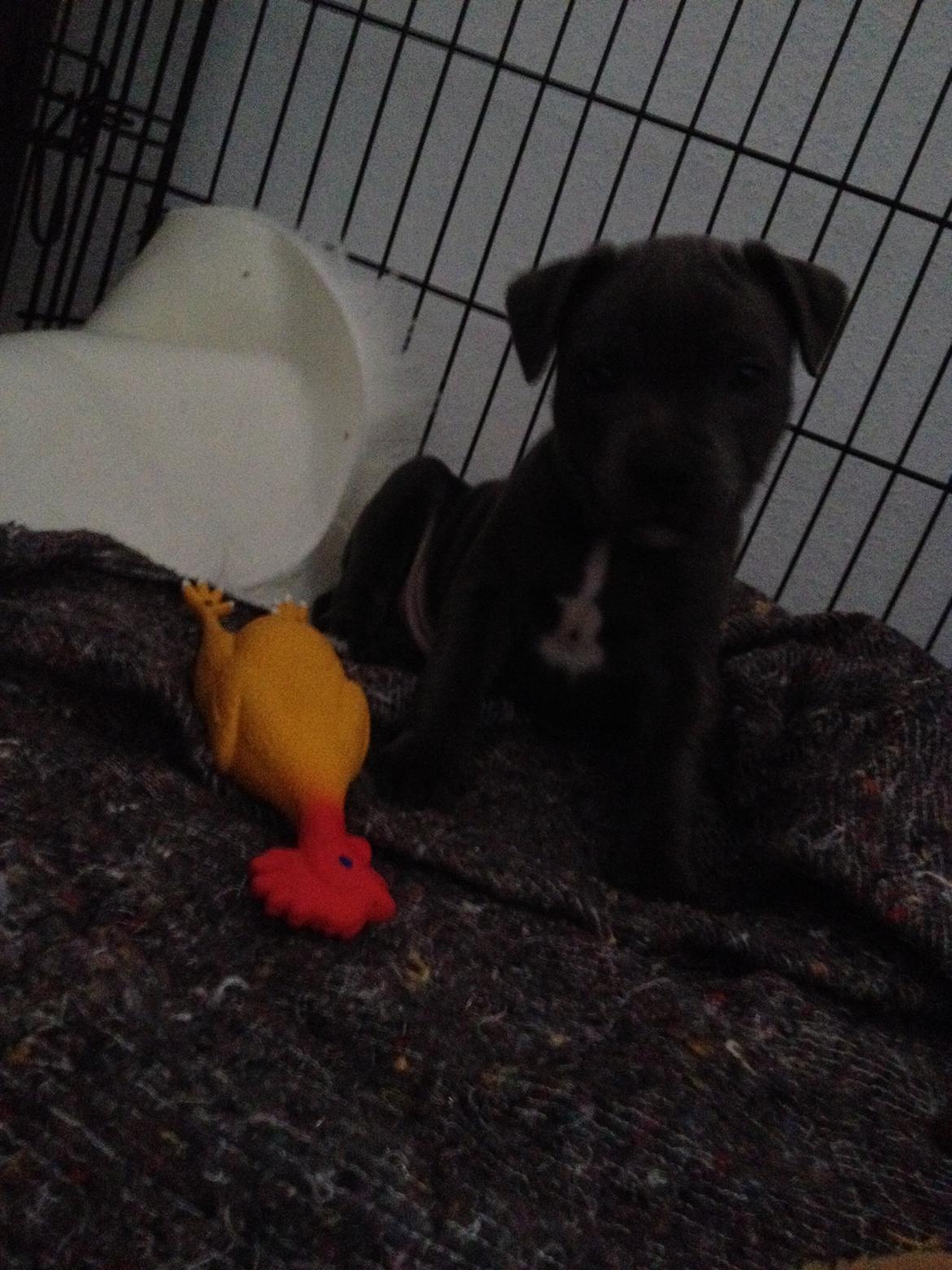 Staffordshire bull terrier Magnificent Blue Ninja - Milton billede 19