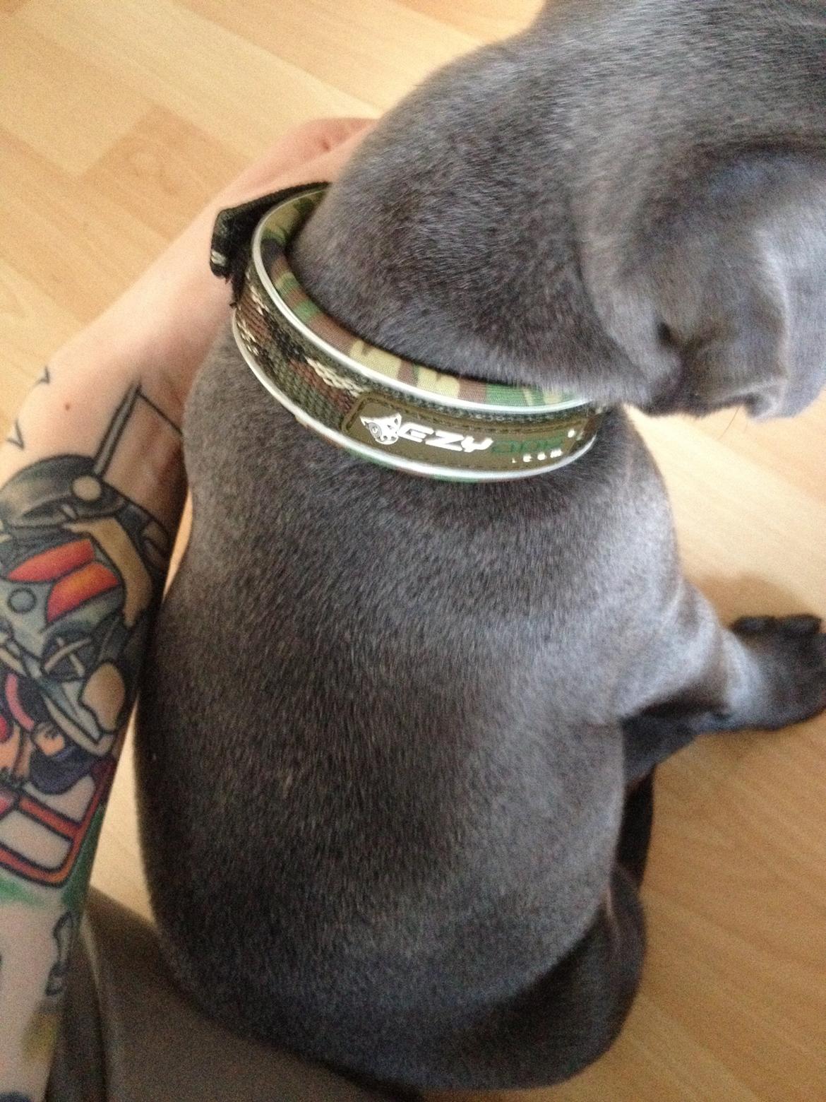 Staffordshire bull terrier Magnificent Blue Ninja - Milton - Ezydog! billede 24