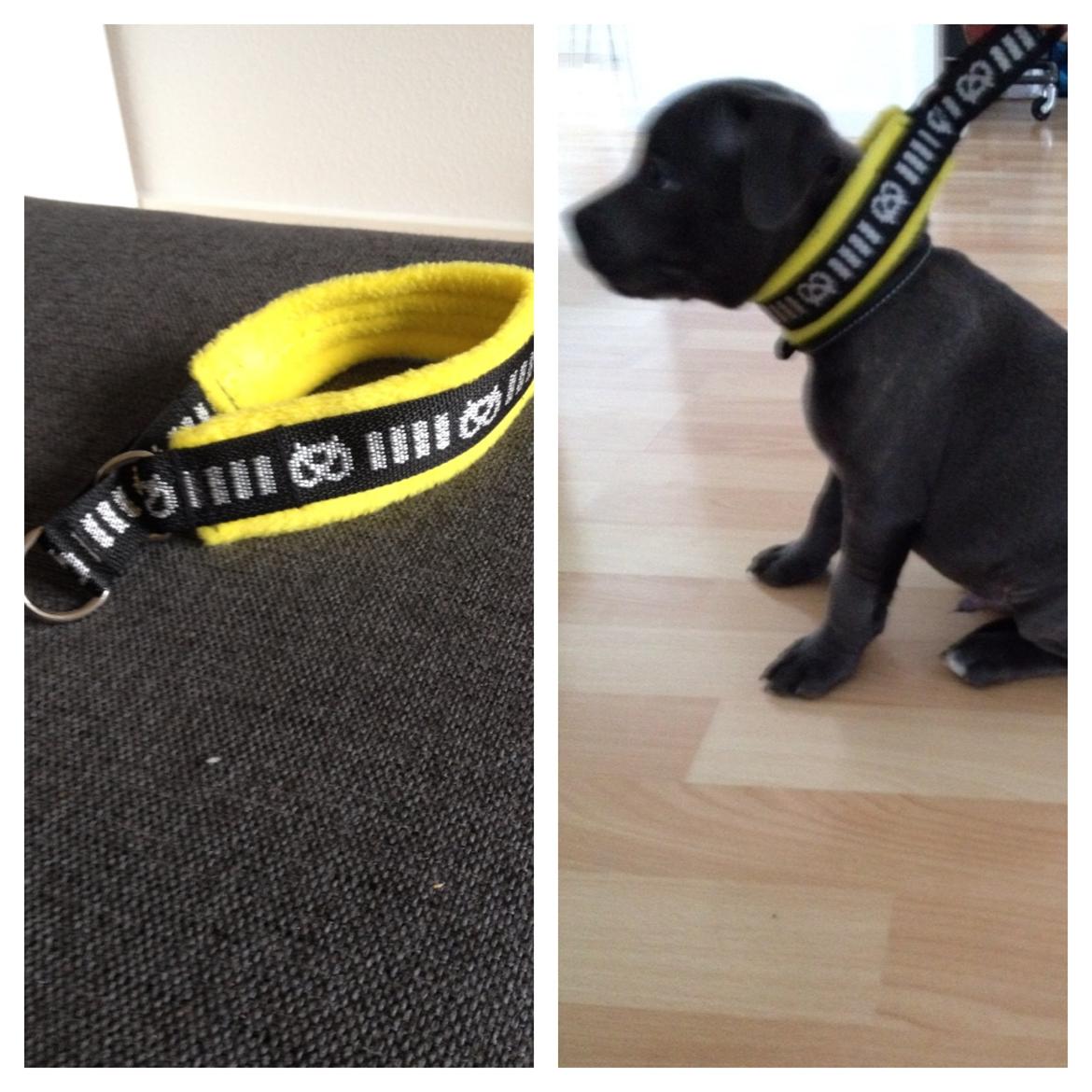 Staffordshire bull terrier Magnificent Blue Ninja - Milton billede 25