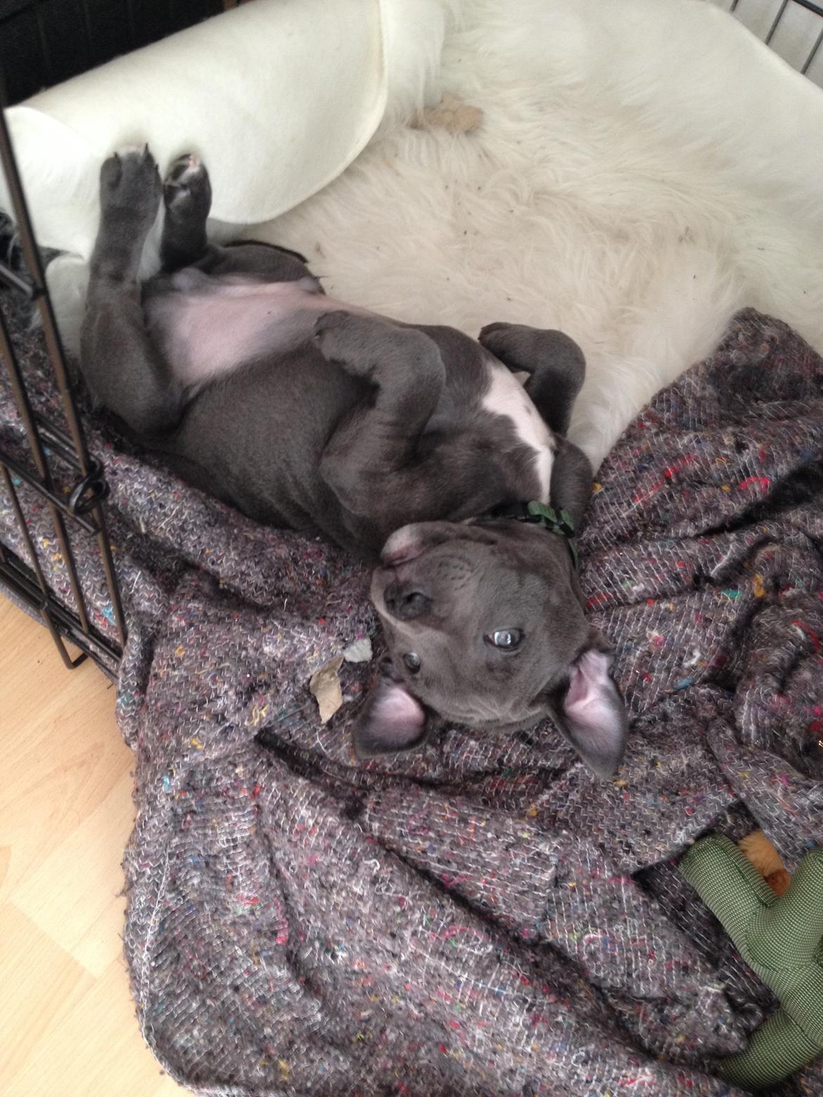 Staffordshire bull terrier Magnificent Blue Ninja - Milton billede 23