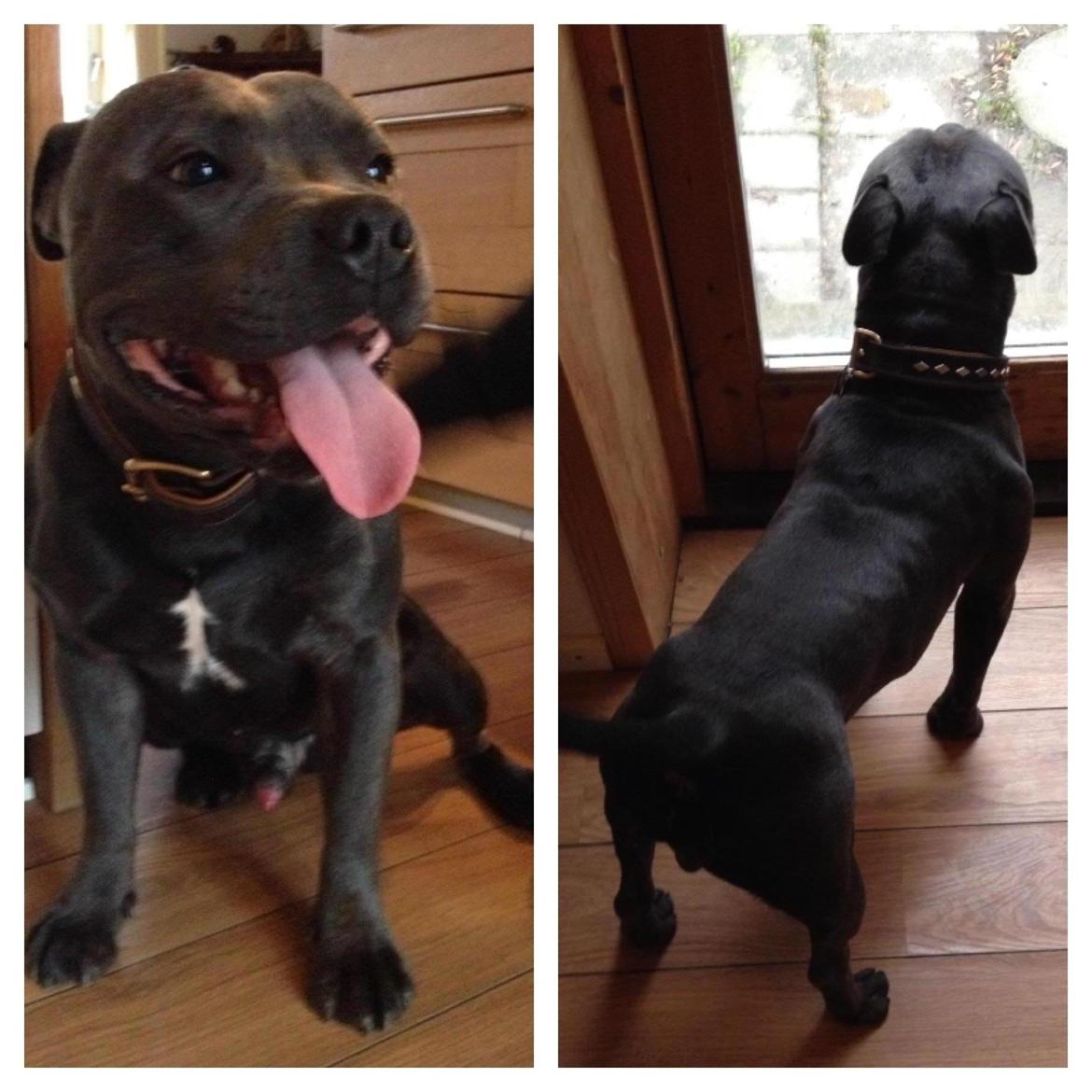 Staffordshire bull terrier Magnificent Blue Ninja - Milton - Smukke farmand billede 4