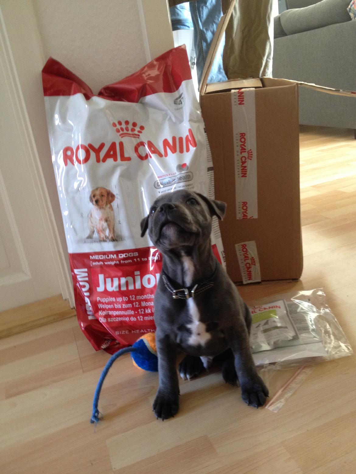 Staffordshire bull terrier Magnificent Blue Ninja - Milton - Kan godt lide gaver fra Royal Canin billede 26