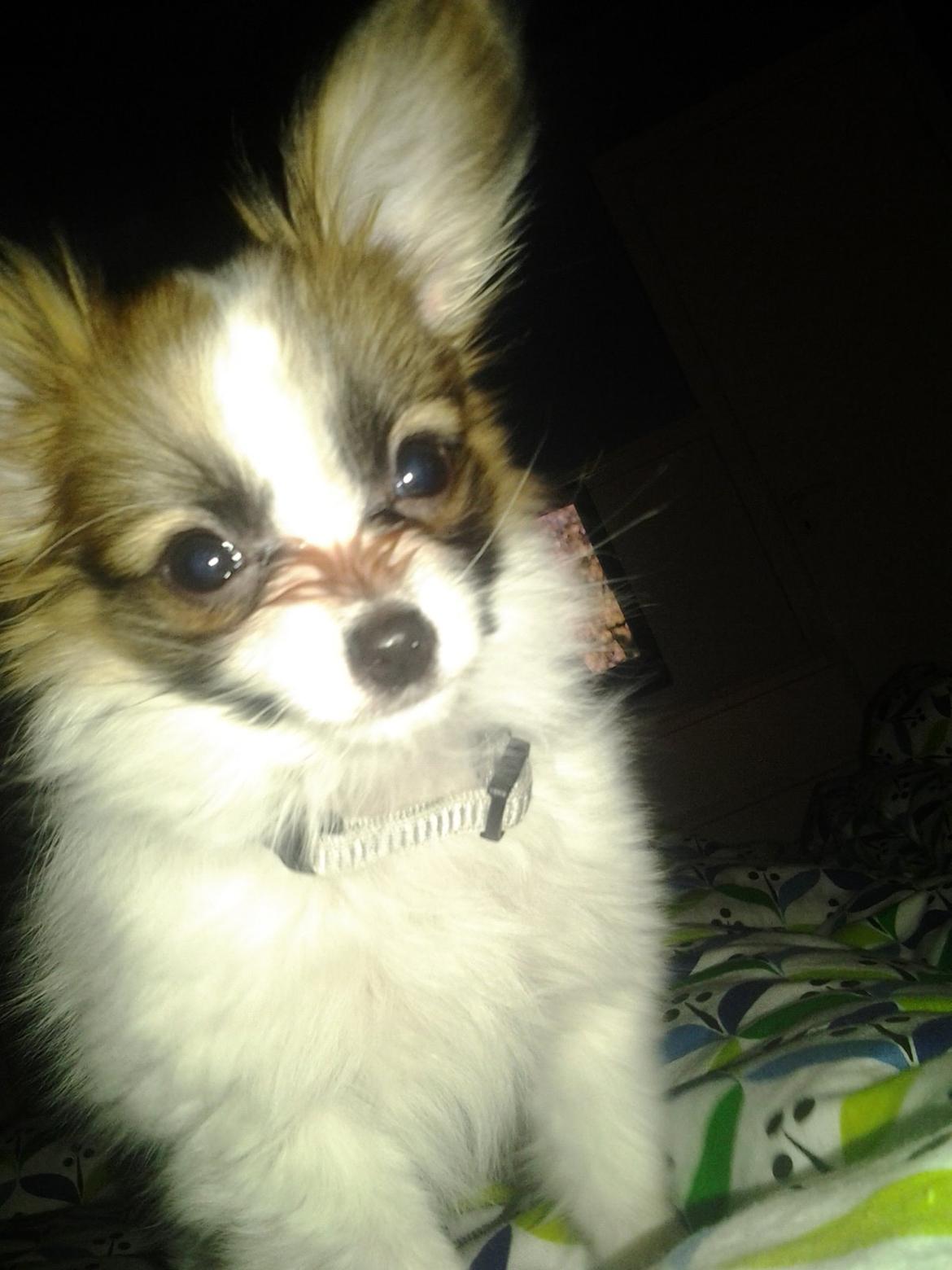 Papillon Roesdalhs Tanni (zika) billede 1