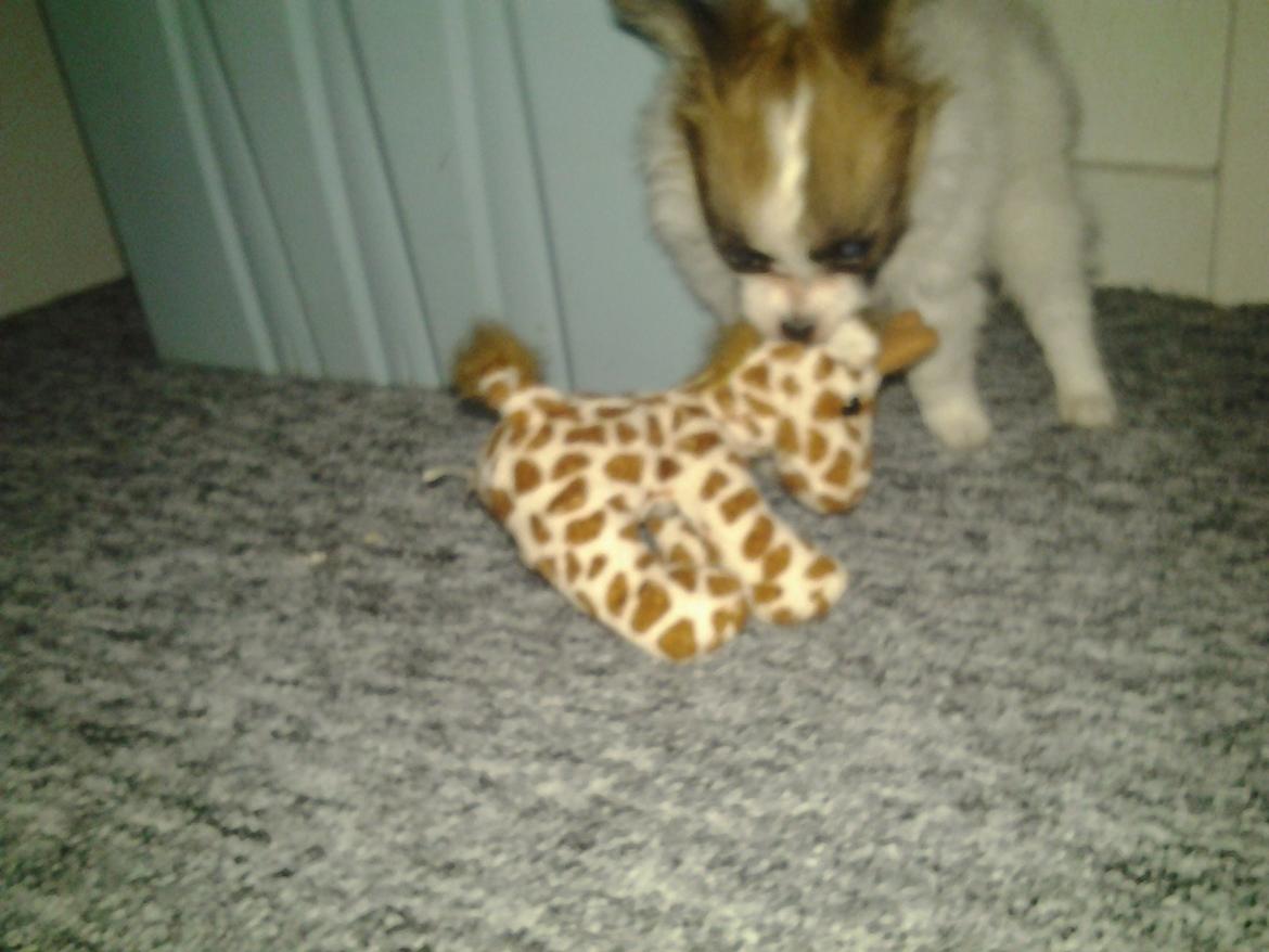 Papillon Roesdalhs Tanni (zika) billede 2