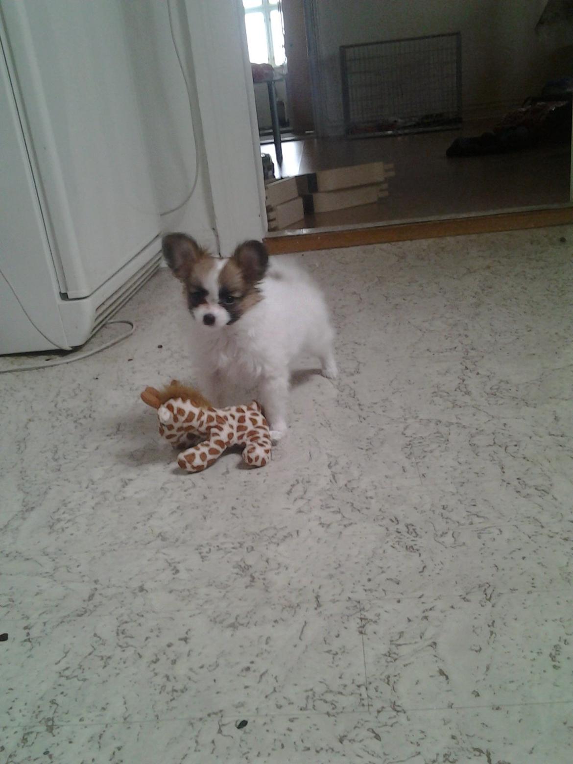 Papillon Roesdalhs Tanni (zika) billede 3