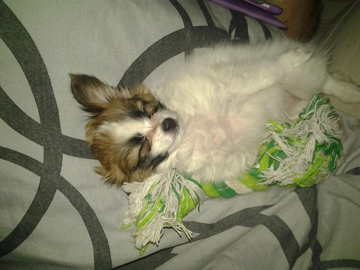 Papillon Roesdalhs Tanni (zika) - Prinsessen sover på ryggen :) billede 4