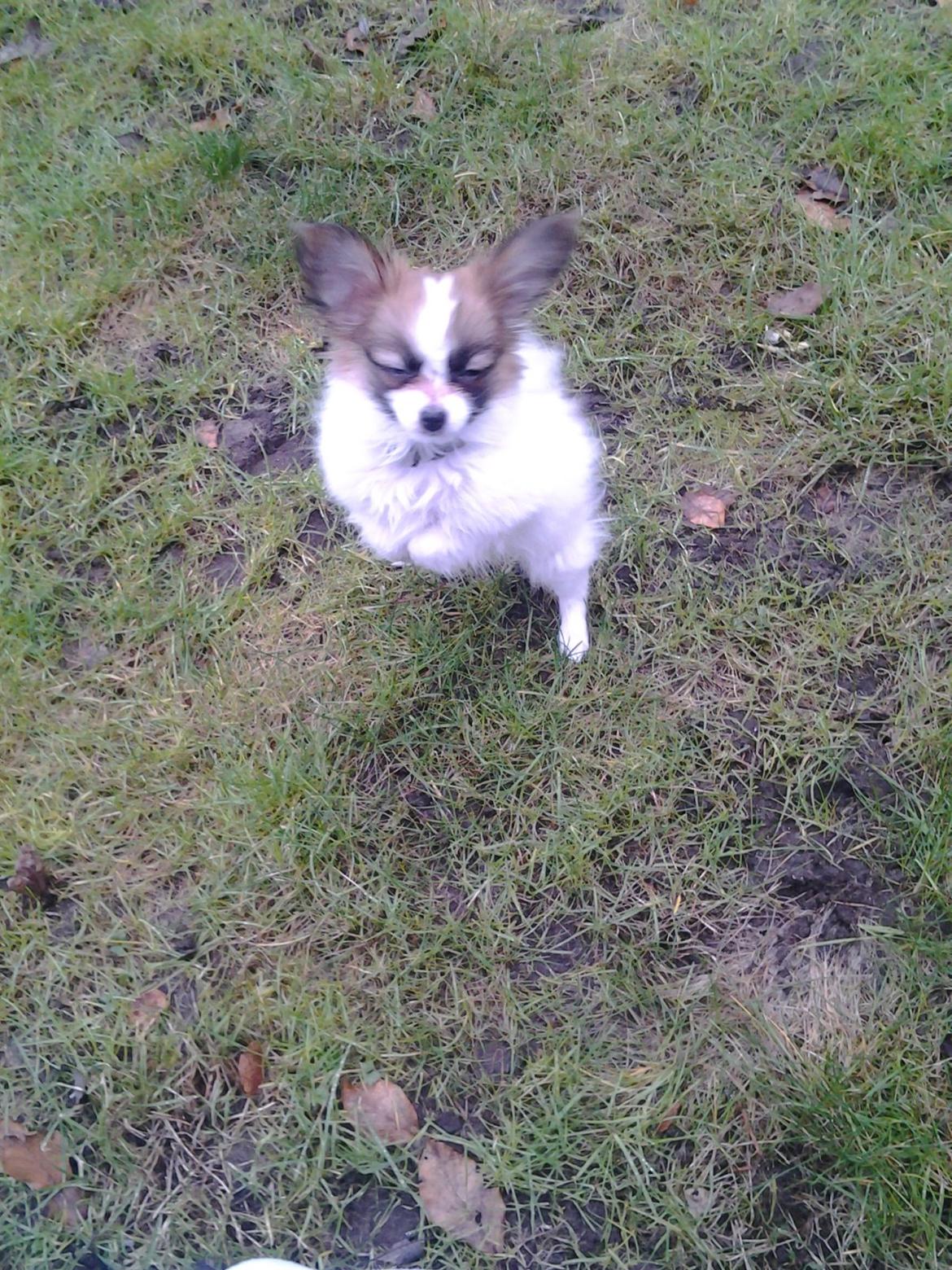 Papillon Roesdalhs Tanni (zika) billede 5