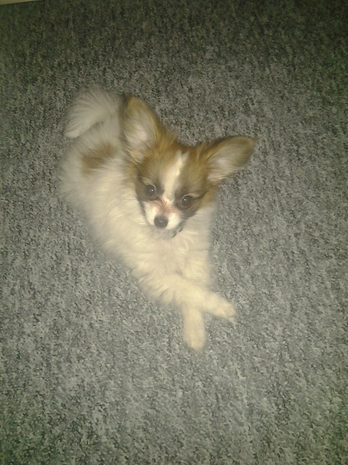 Papillon Roesdalhs Tanni (zika) billede 6