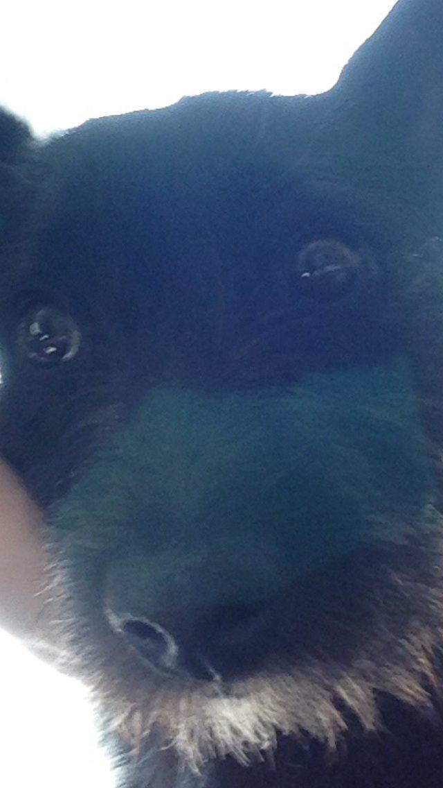 Blanding af racer Tulle billede 1