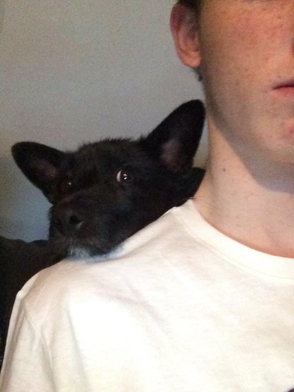 Blanding af racer Tulle billede 2