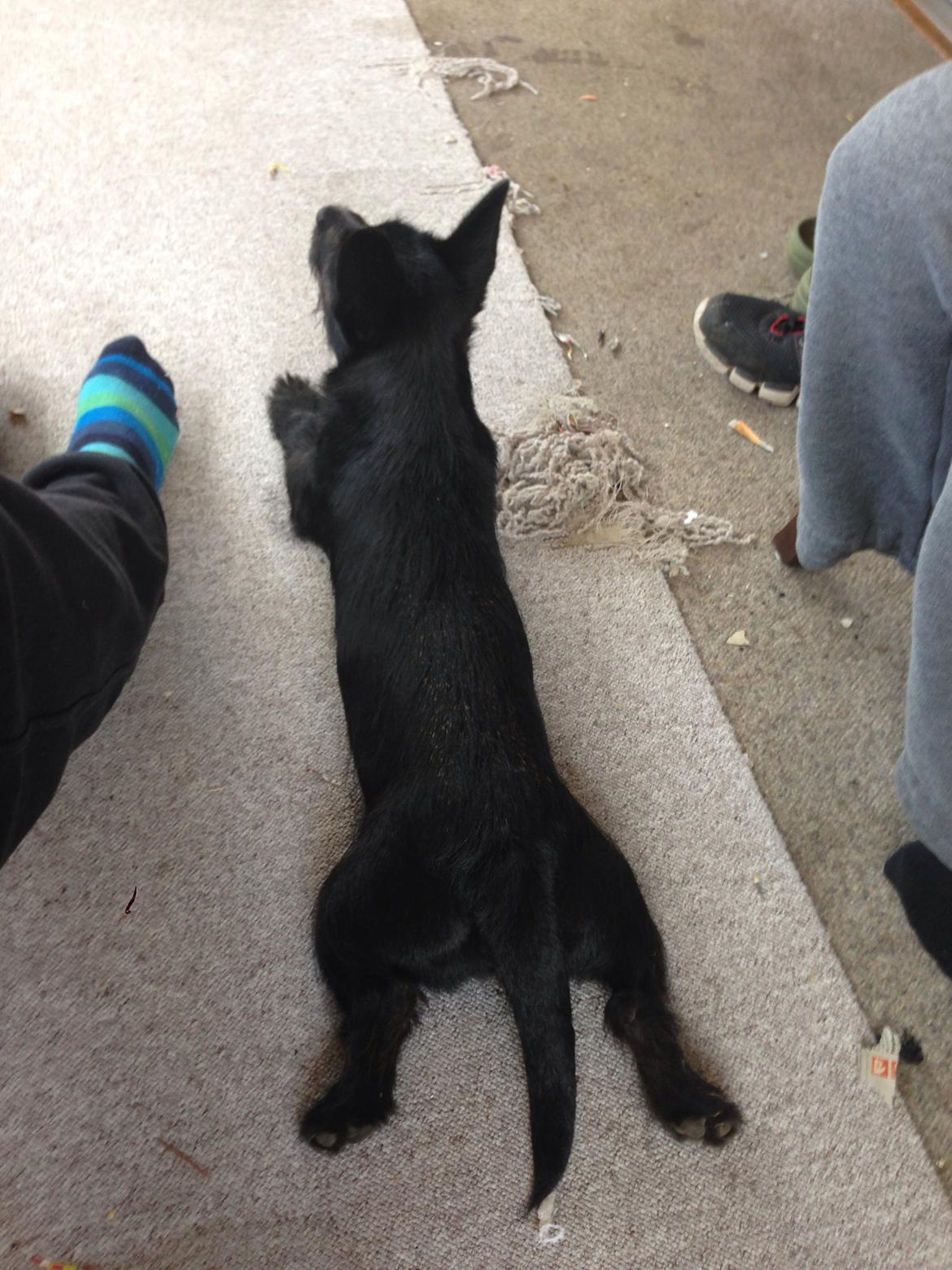 Blanding af racer Tulle billede 3