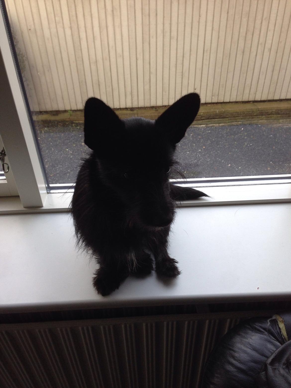 Blanding af racer Tulle billede 4