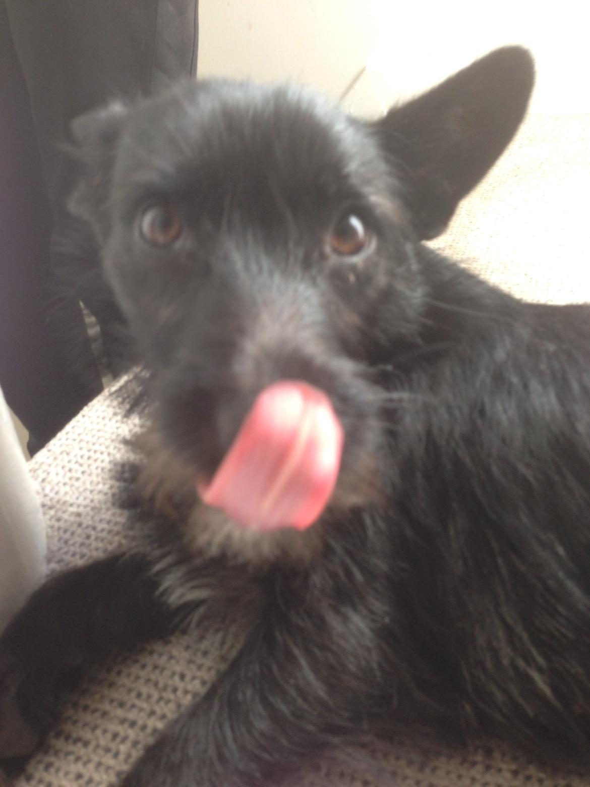 Blanding af racer Tulle billede 5