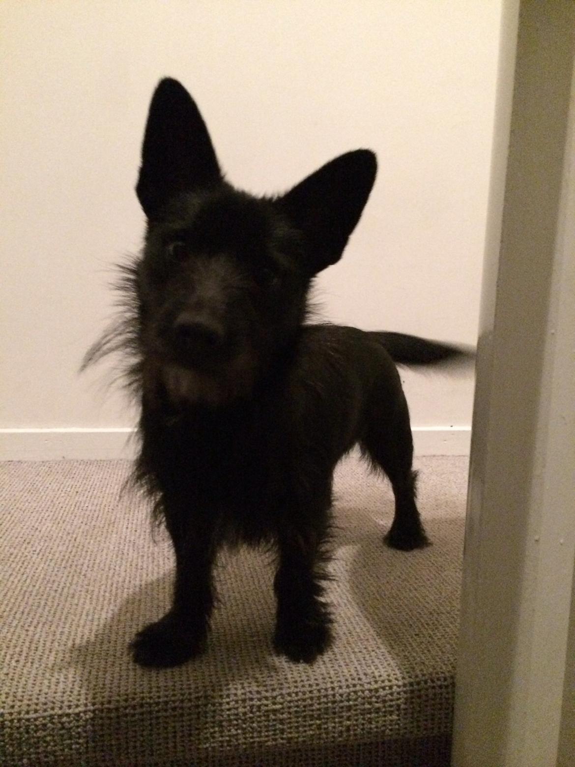 Blanding af racer Tulle billede 6