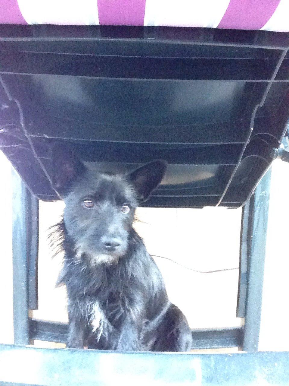 Blanding af racer Tulle billede 7