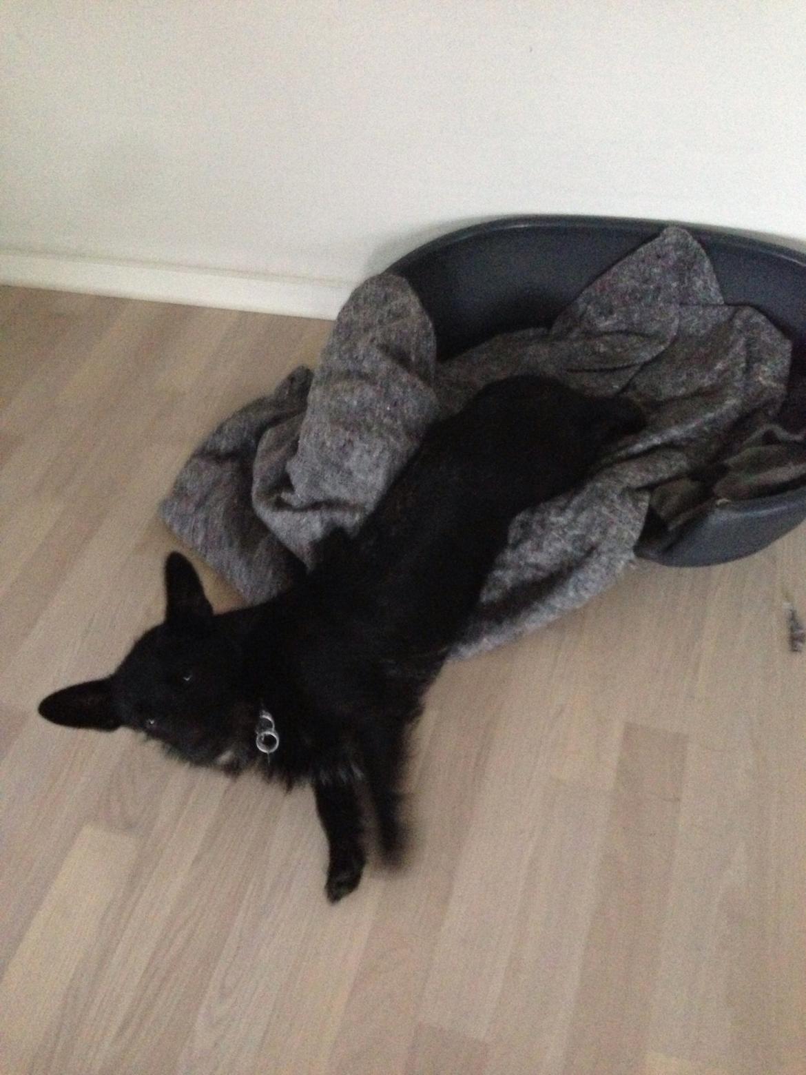 Blanding af racer Tulle billede 8