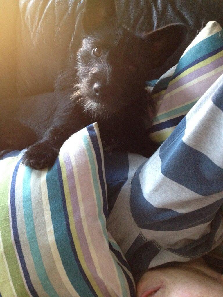 Blanding af racer Tulle billede 9