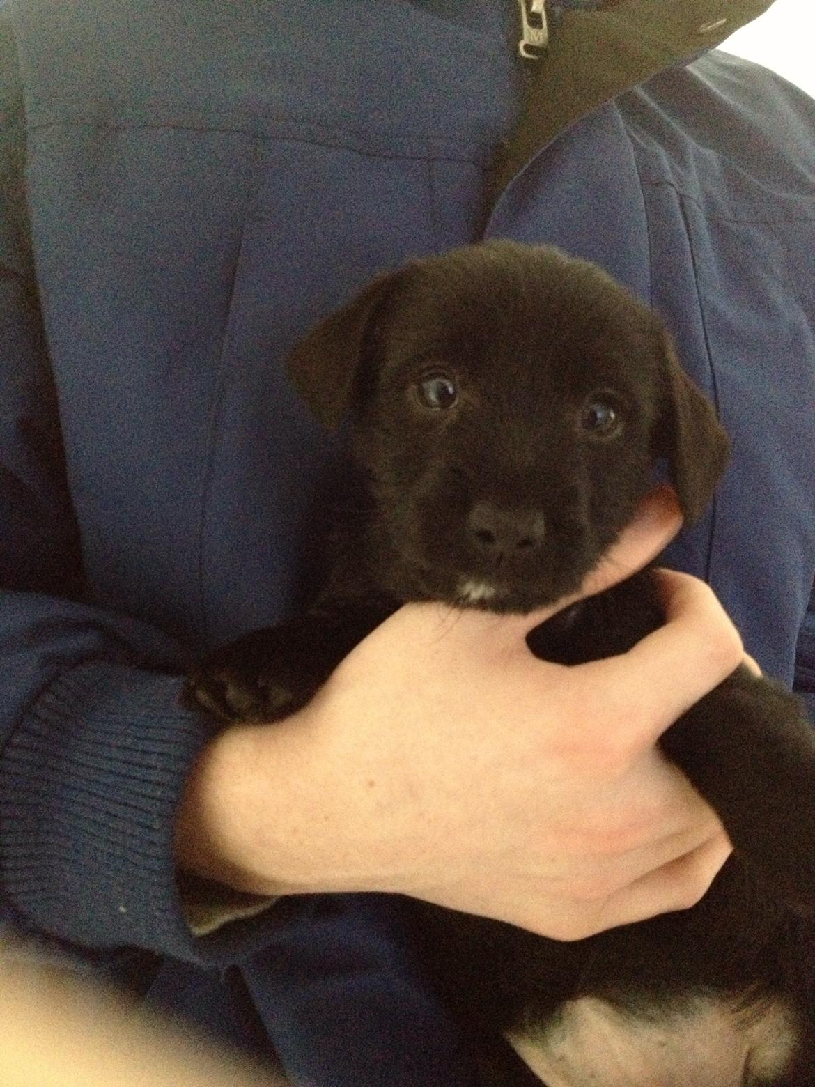 Blanding af racer Tulle billede 10