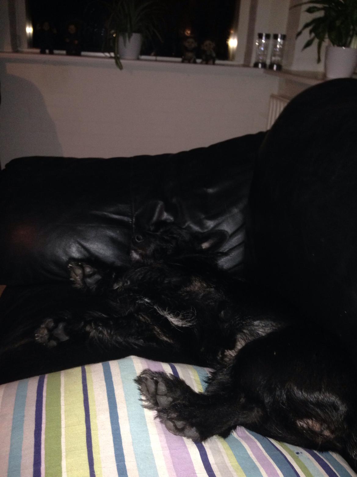 Blanding af racer Tulle billede 11