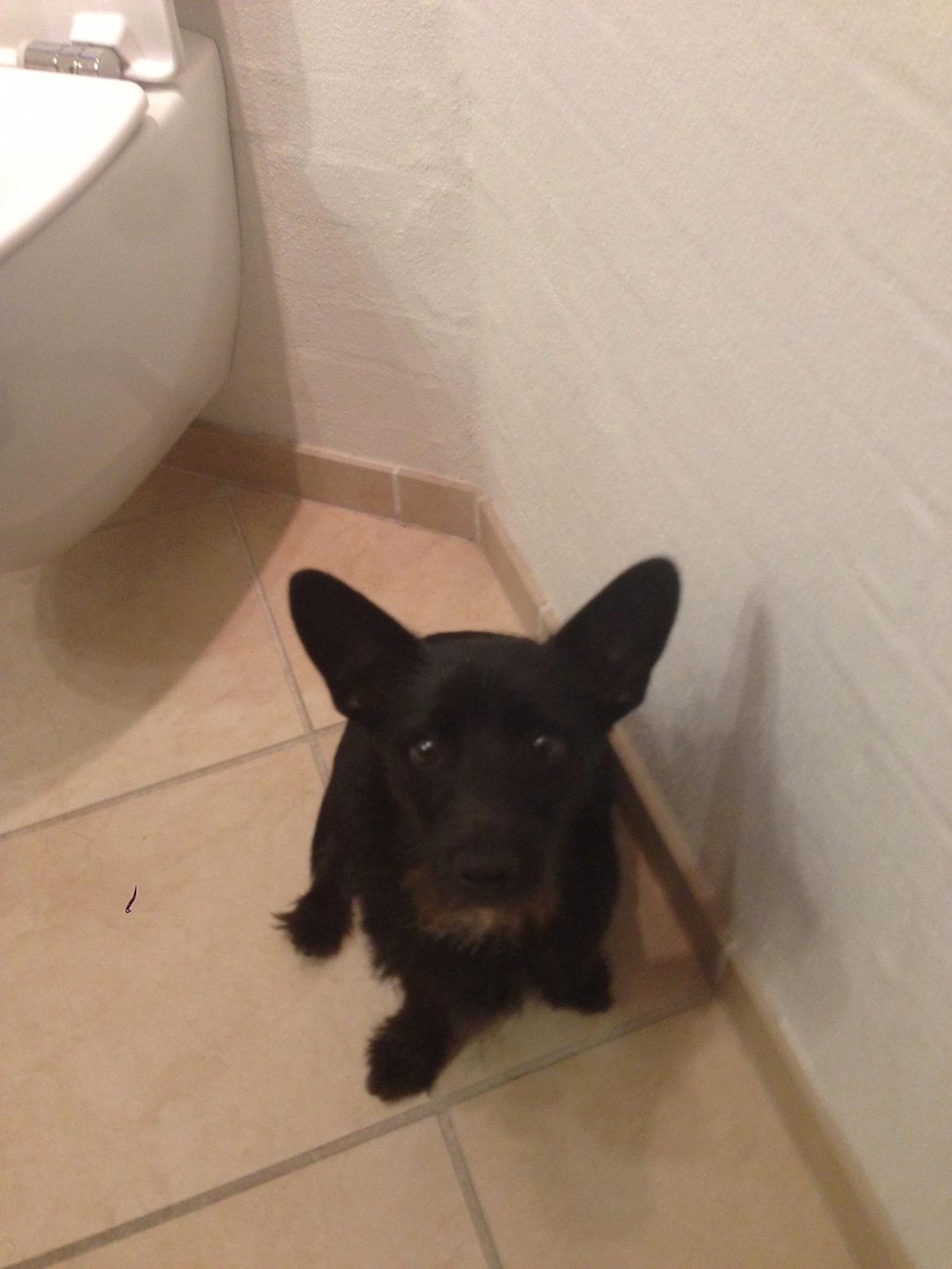 Blanding af racer Tulle billede 12