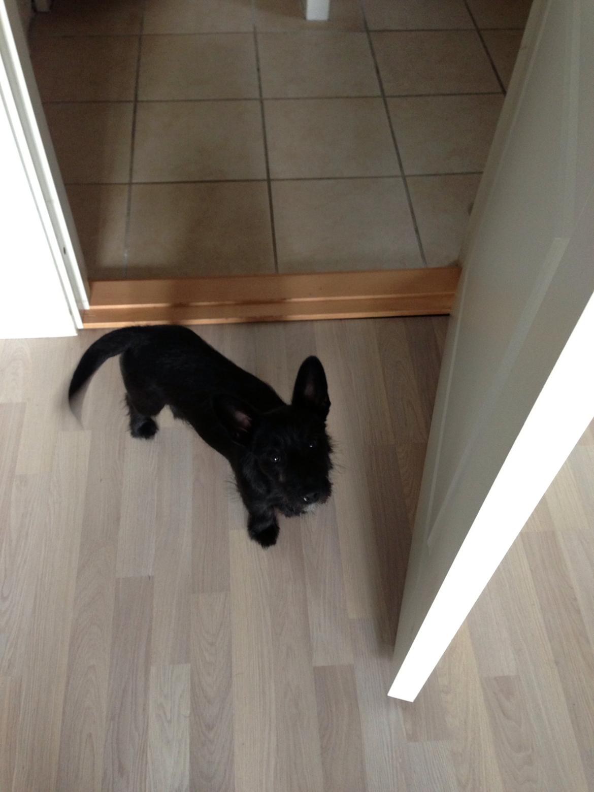 Blanding af racer Tulle billede 14