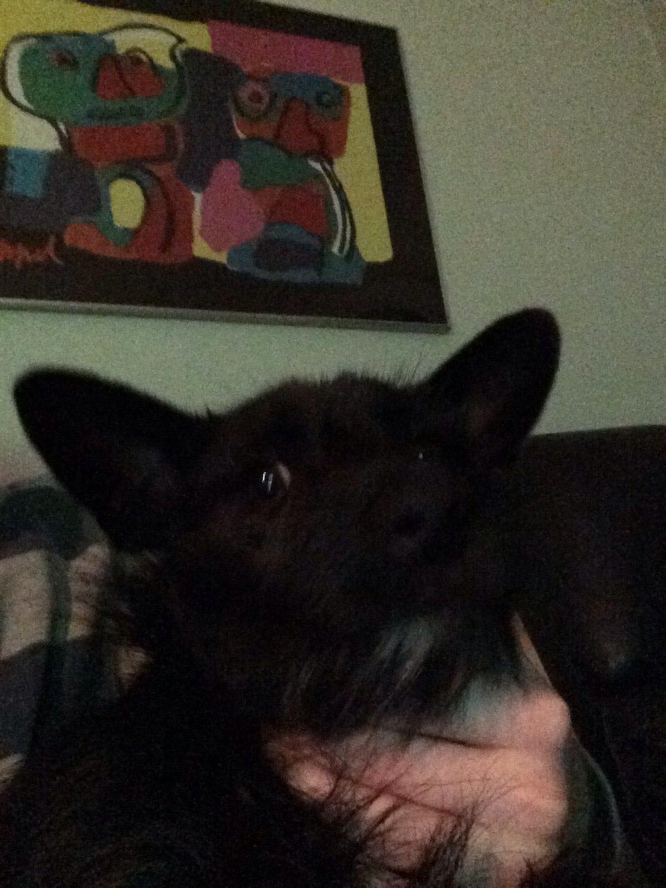 Blanding af racer Tulle billede 13