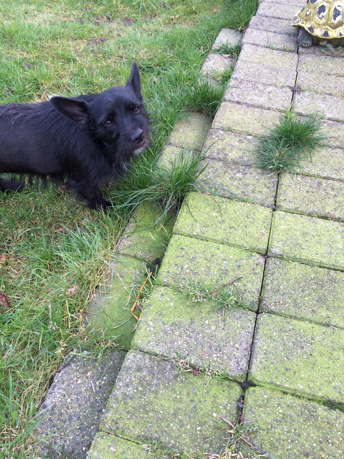 Blanding af racer Tulle billede 15