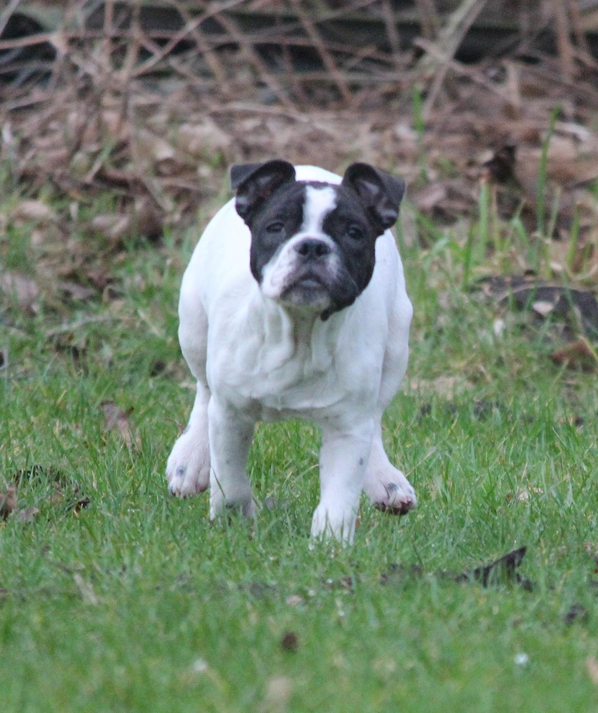 Fransk bulldog Kira billede 3