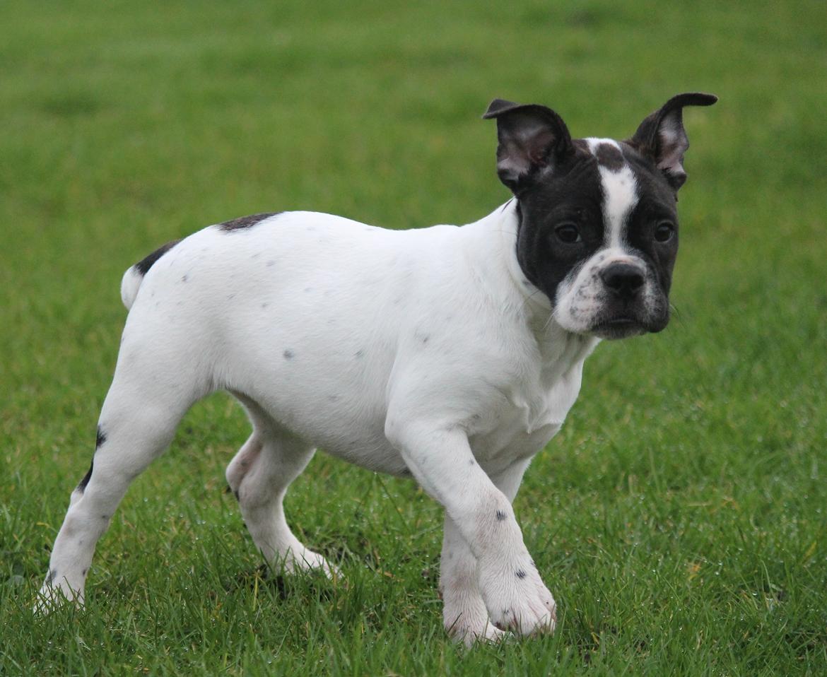 Fransk bulldog Kira billede 8