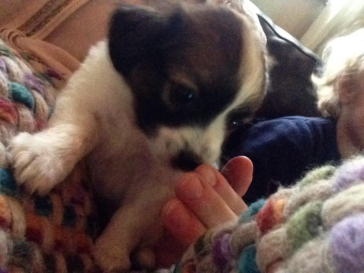 Blanding af racer ***Alba**** billede 3