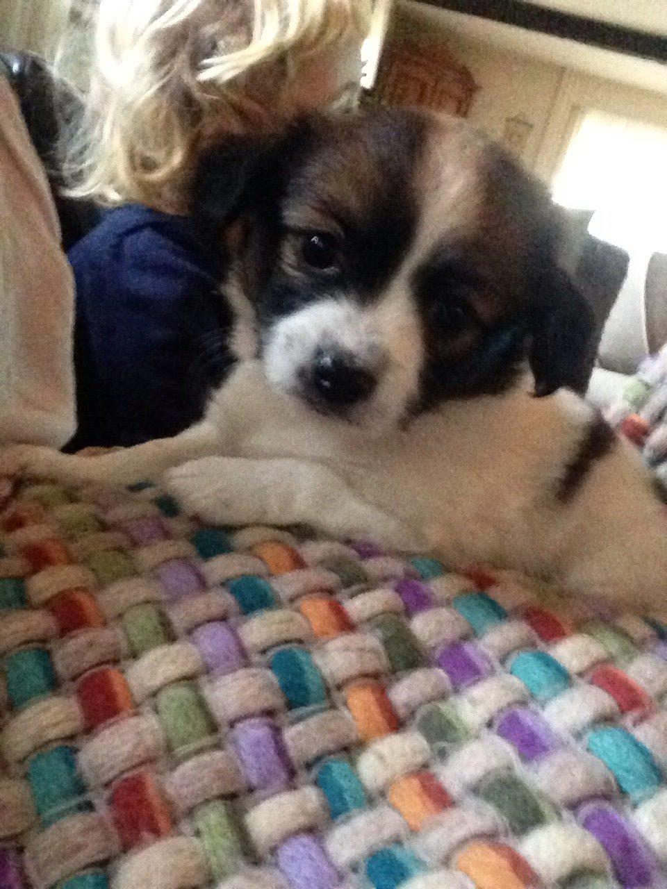 Blanding af racer ***Alba**** billede 2